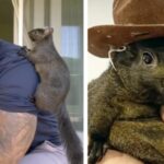 Peanut The Squirrel Elon Musk und RFK Jr reagieren auf