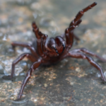 Trichternetzspinne Australier werden aufgefordert toedliche Trichternetzspinnen fuer die Herstellung von