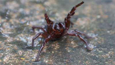 Trichternetzspinne Australier werden aufgefordert toedliche Trichternetzspinnen fuer die Herstellung von