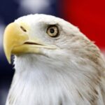 Der Weisskopfseeadler wurde offiziell zum Nationalvogel der USA erklaert