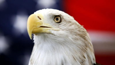 Der Weisskopfseeadler wurde offiziell zum Nationalvogel der USA erklaert