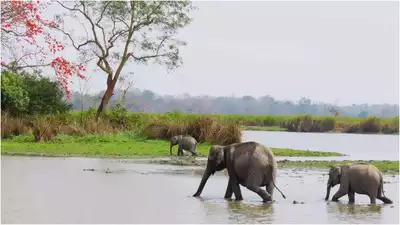 Forscher untersuchen DNA aus Mist um Laos Elefanten zu retten