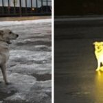 „Russischer Hachiko Hund wartet vier Tage auf Eis auf Besitzer