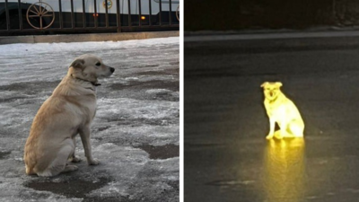 „Russischer Hachiko Hund wartet vier Tage auf Eis auf Besitzer