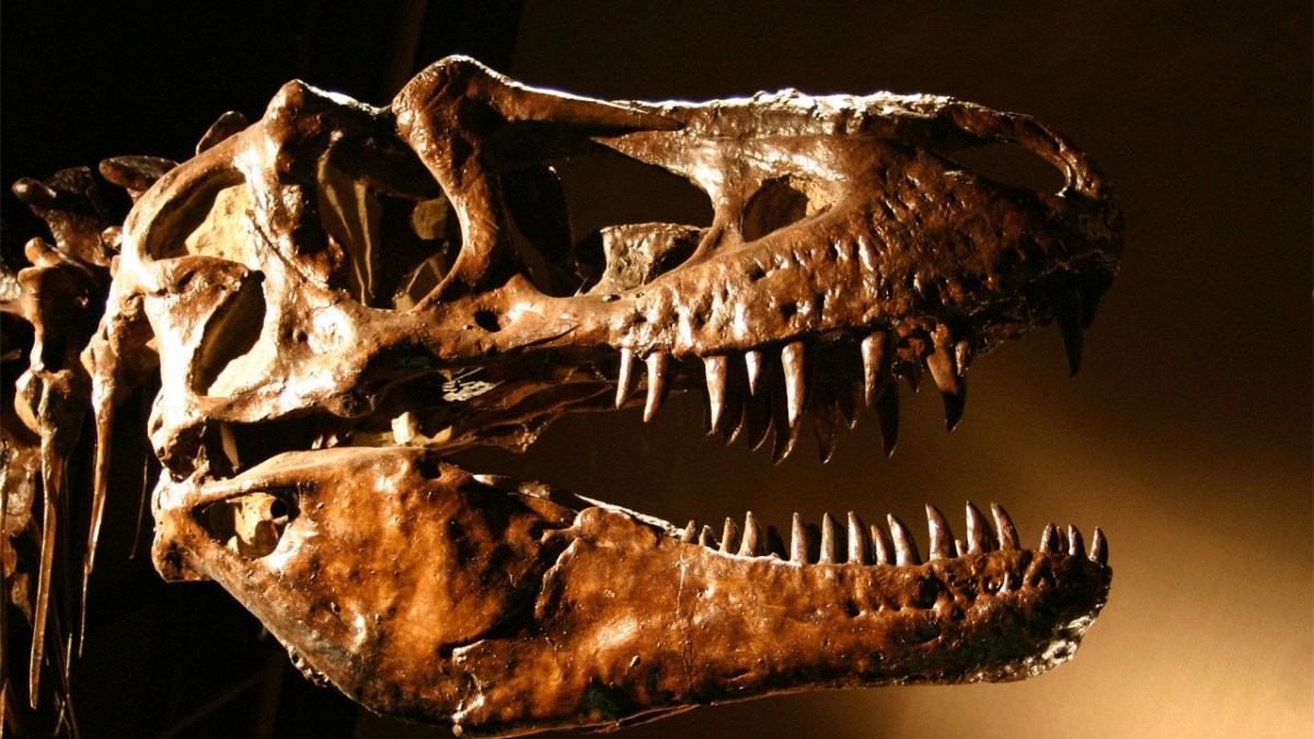 Der Kopf eines Tyrannosaurus Rex-Skeletts als Teil eines Artikels über die teuersten (und lächerlichsten) Promi-Käufe über 100.000 US-Dollar