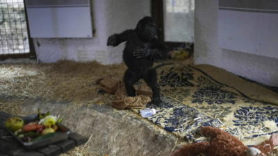 Aus Flugzeugfracht gerettetes Gorillababy gedeiht im Istanbuler Zoo und nennt