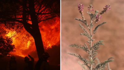 Brandschutz vs Naturschutz Wie eine gefaehrdete Anlage ein grosses Waldbrandschutzprojekt