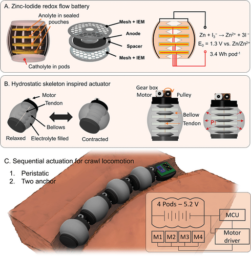 Cornells Roboterqualle und Wurm werden von einer Hydraulikfluessigkeitsbatterie angetrieben.webp