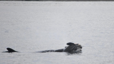 „Besonders verheerend Orca Tahlequah wurde zum zweiten Mal in US Gewaessern