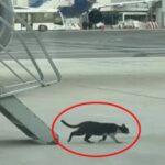 Cat Astrophe bei 30000 Fuss Stowaway Kitten Grounds Rome zu Germany Ryanair Flug