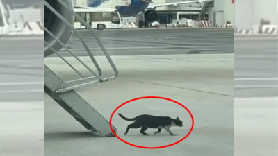 Cat Astrophe bei 30000 Fuss Stowaway Kitten Grounds Rome zu Germany Ryanair Flug