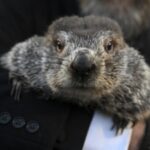 PunxSutawney Phil sieht seinen Schatten in der Wintervorhersage des Groundhog