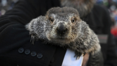 PunxSutawney Phil sieht seinen Schatten in der Wintervorhersage des Groundhog