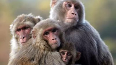 Seine Bananen Warum Nepal die Idee hat Affen nach China