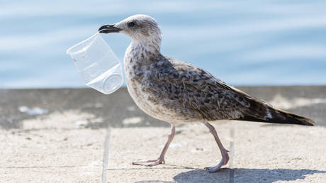 Weggeworfene Plastik verursacht Alzheimer aehnlichen Schaden in Seevoegeln Studie World