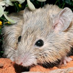 Comment une souris translucide peut ameliorer la recherche sur le