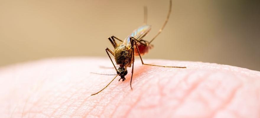 Ils decouvrent pourquoi les moustiques piquent certaines personnes et pas