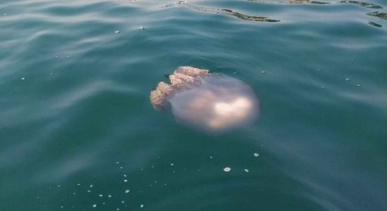 La plus grande meduse de la Mediterranee arrive sur une