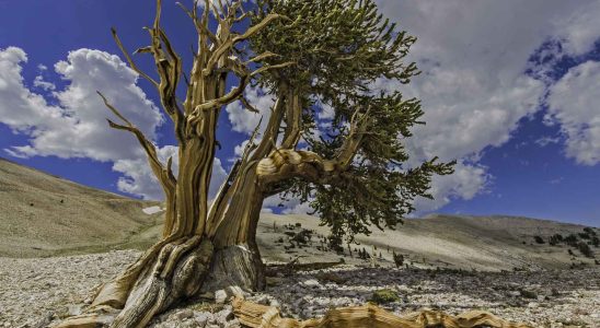 Les arbres centenaires les meilleurs allies pour sequestrer le CO2