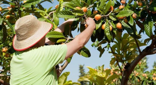 Les arbres fruitiers espagnols accules par le changement climatique