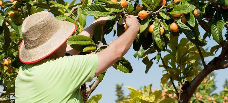 Les arbres fruitiers espagnols accules par le changement climatique