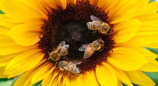 Limpact inquietant du changement climatique sur les abeilles qui affecte