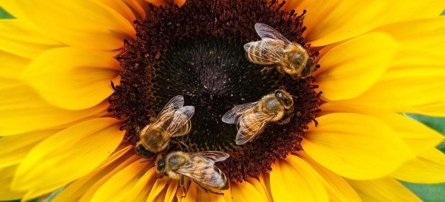 Limpact inquietant du changement climatique sur les abeilles qui affecte