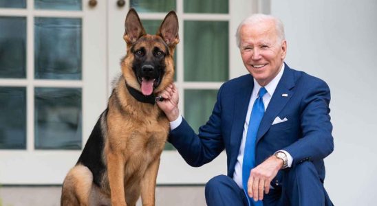 Lun des chiens de Biden envoie un agent des services