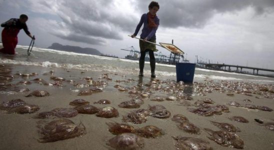 Pourquoi les meduses proliferent elles Ce sont les raisons