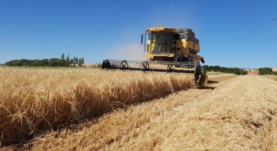 Ukraine La perte de cereales ukrainiennes pourrait etre un coup