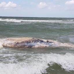 Une baleine a bosse morte echouee sur une plage en