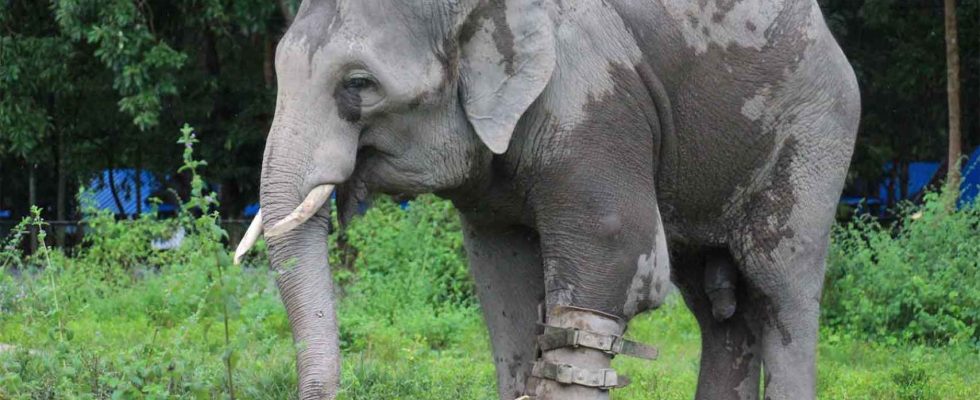 cest lhistoire de lelephant Chhouk