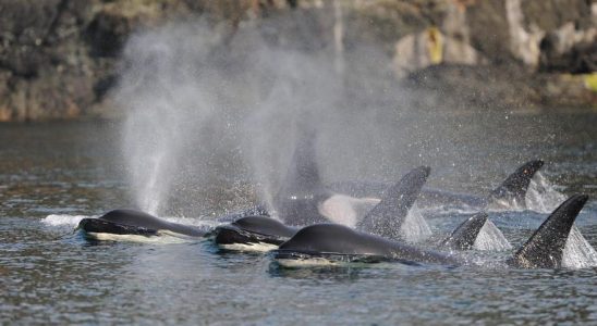 les orques agees protegent leurs enfants males des combats