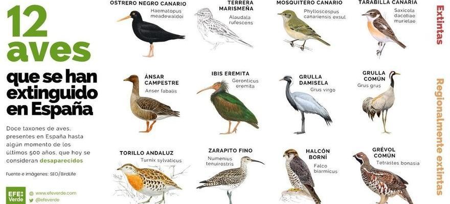 Ce sont les oiseaux qui se sont eteints en Espagne