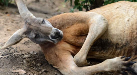 Cest pourquoi les kangourous ont de si gros muscles