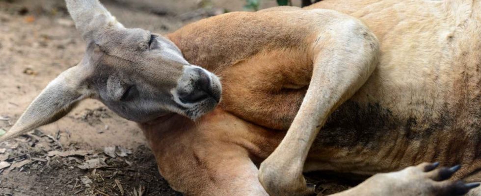Cest pourquoi les kangourous ont de si gros muscles