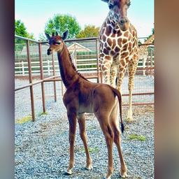 Girafe rare sans taches nee aux Etats Unis probablement la seule