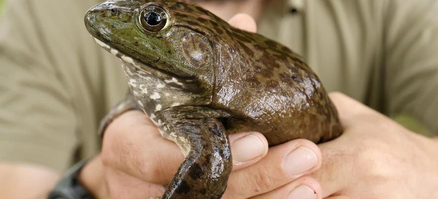 Ils parviennent a eradiquer la dangereuse grenouille taureau dans le