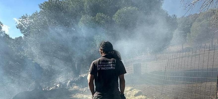 Incendie dans la Tramuntana Le berger qui a passe