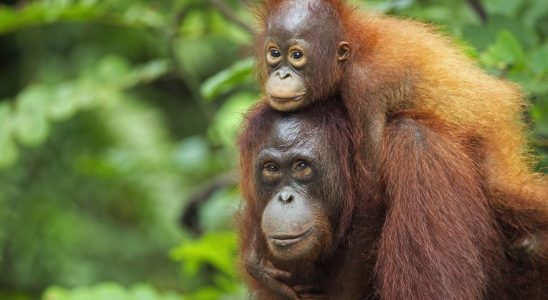 La planete a perdu 60 des orangs outans en 40 ans