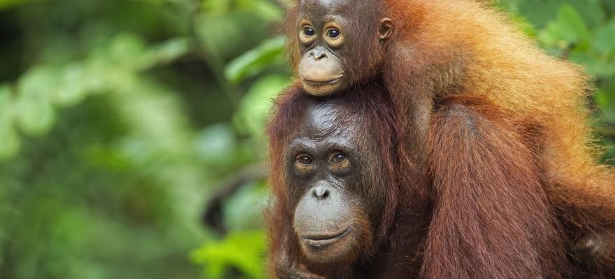 La planete a perdu 60 des orangs outans en 40 ans