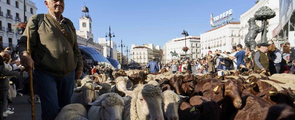 La transhumance est vitale contre le changement climatique