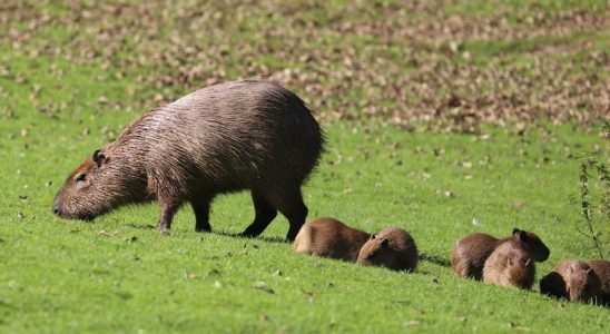 Le capybara le plus gros rongeur du monde fait son