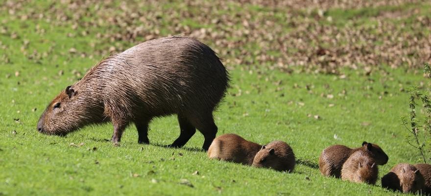 Le capybara le plus gros rongeur du monde fait son