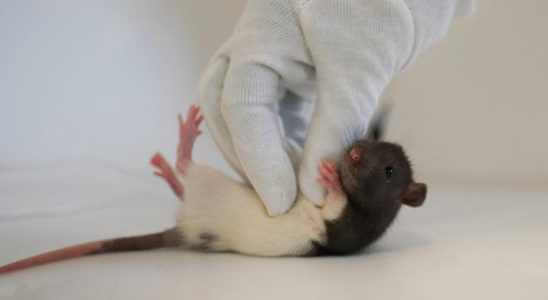 Le chatouillement des rats revele une zone cerebrale impliquee dans
