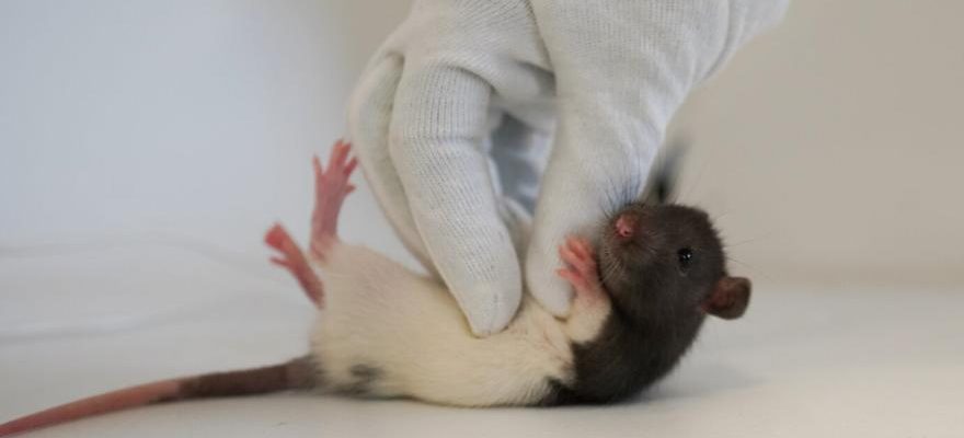 Le chatouillement des rats revele une zone cerebrale impliquee dans