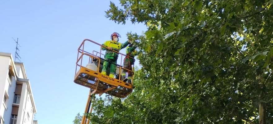 Le conseil municipal de Calatayud teste un repulsif naturel pour