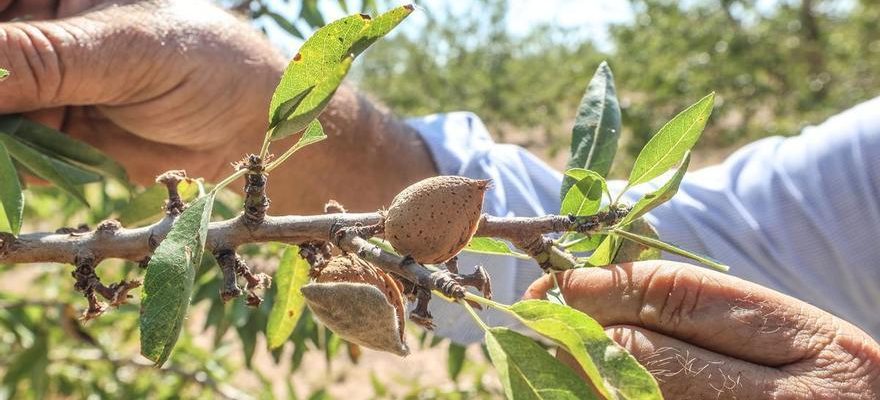 Les agriculteurs dAlicante dans les cordes a cause de la