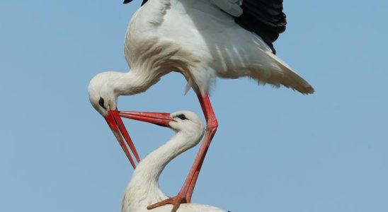 Les cigognes se portent bien aux Pays Bas elles nont