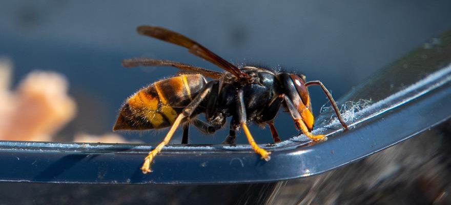 Les guepes tueuses attaquent tres fort cet ete